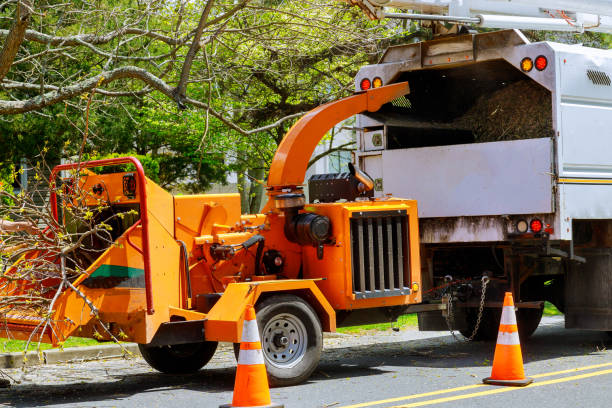 Best Leaf Removal  in Forest Heights, MD